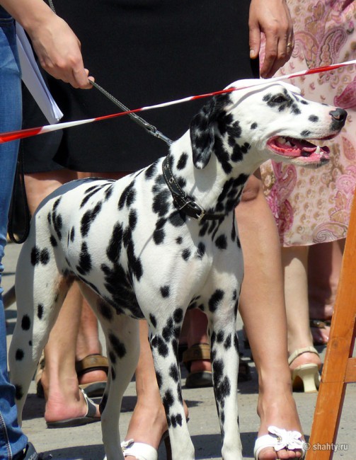 Далматин на выставке собак 2012 в городе Шахты