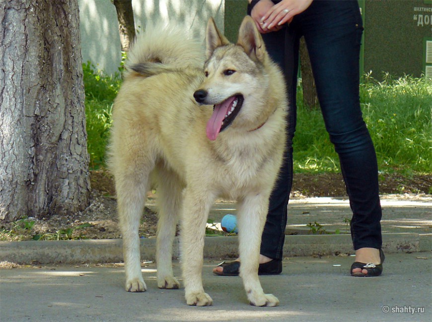 Лайка на шахтинской выставке собак 13 мая 2012 г.