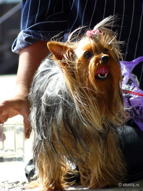 Йоркширский терьер на выставке собак в г. Шахты 2012