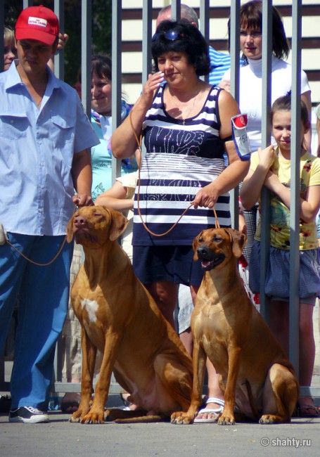 Родезийский риджбек на выставке собак в Шахтах