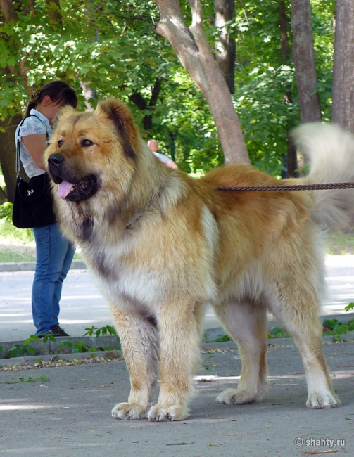 Кавказская овчарка на шахтинской выставке собак