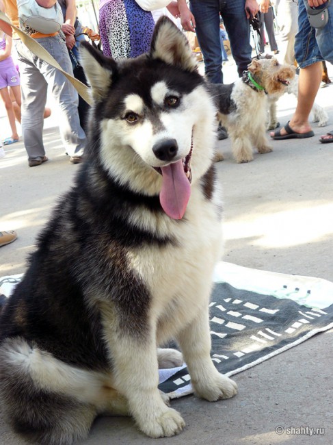 Лайка улыбается на выставке собак в г. Шахты 2012
