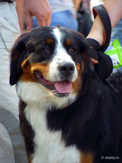 Бернский зенненхунд на выставке собак 2012 в г. Шахты