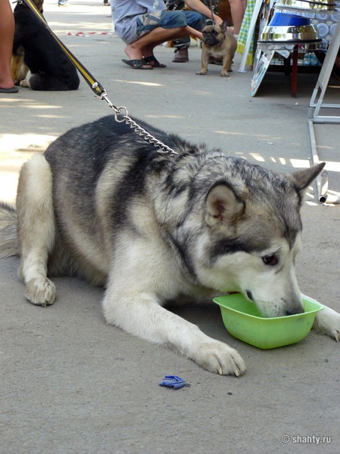 Выставка собак в городе Шахты, лайка