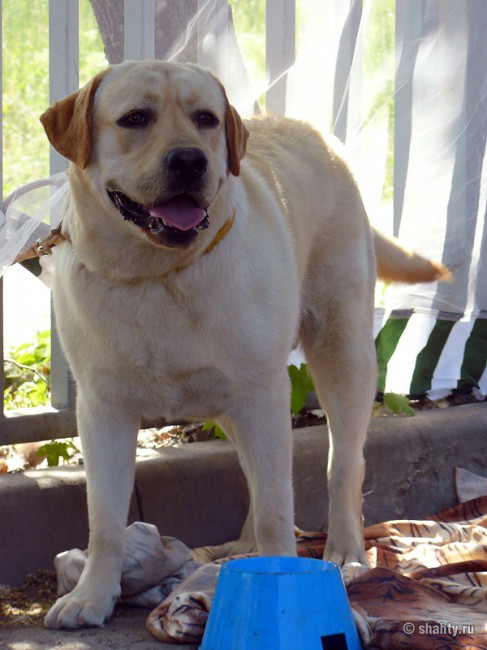 Лабрадор на шахтинской выставке собак 13 мая 2012 г.